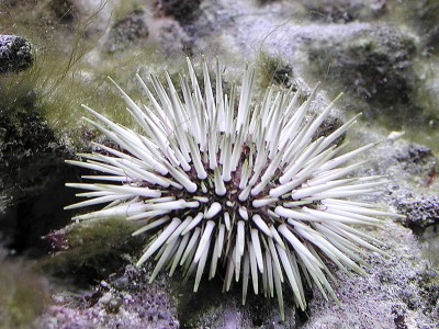 Echinometra mathaei